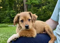 Oakley, a male Australian Shepherd and Aussiedoodle for sale in Milford, OH – 4 of 10