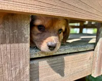 Ivy, a female Aussiedoodle for sale in Milford, OH – 4 of 8