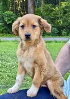 Oakley, a male Australian Shepherd and Aussiedoodle for sale in Milford, OH – 5 of 10