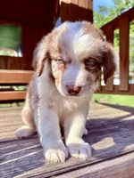 Mario, a male Australian Shepherd for sale in Milford, OH – 3 of 7