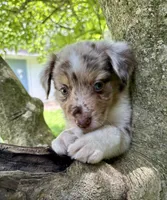 Snickerdoodle, a male Australian Shepherd for sale in Milford, OH – 3 of 6