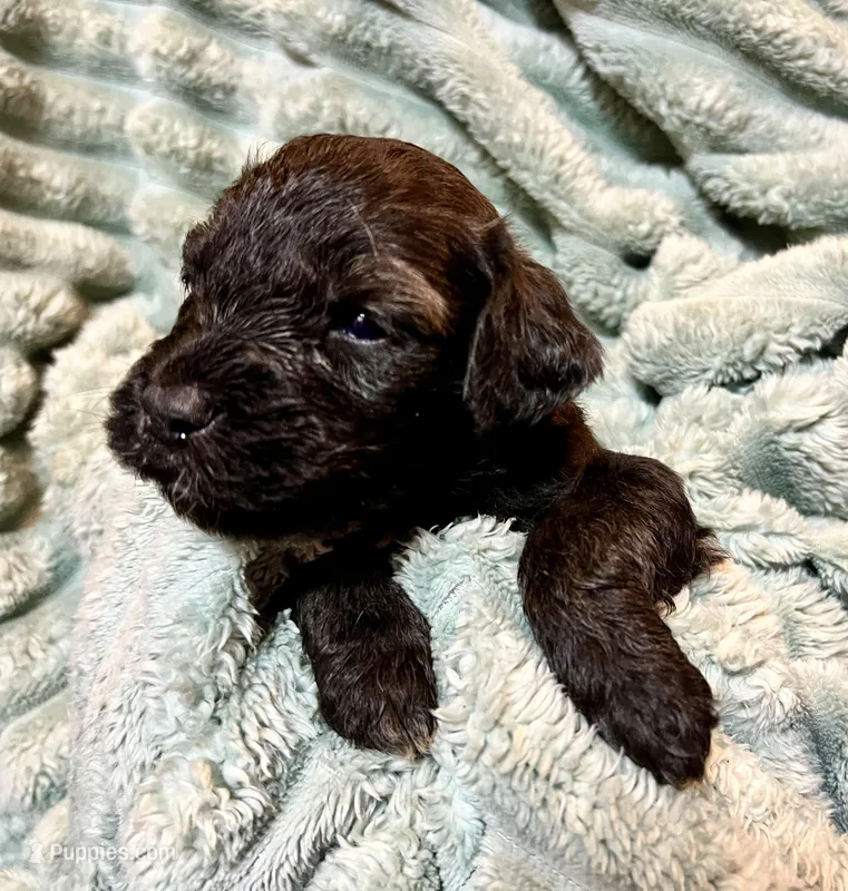 Flint – Aussiedoodle puppy for sale in Milford, OH