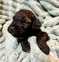 Flint, a male Aussiedoodle for sale in Milford, OH – 1 of 4