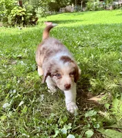 Mario, a male Australian Shepherd for sale in Milford, OH – 6 of 7