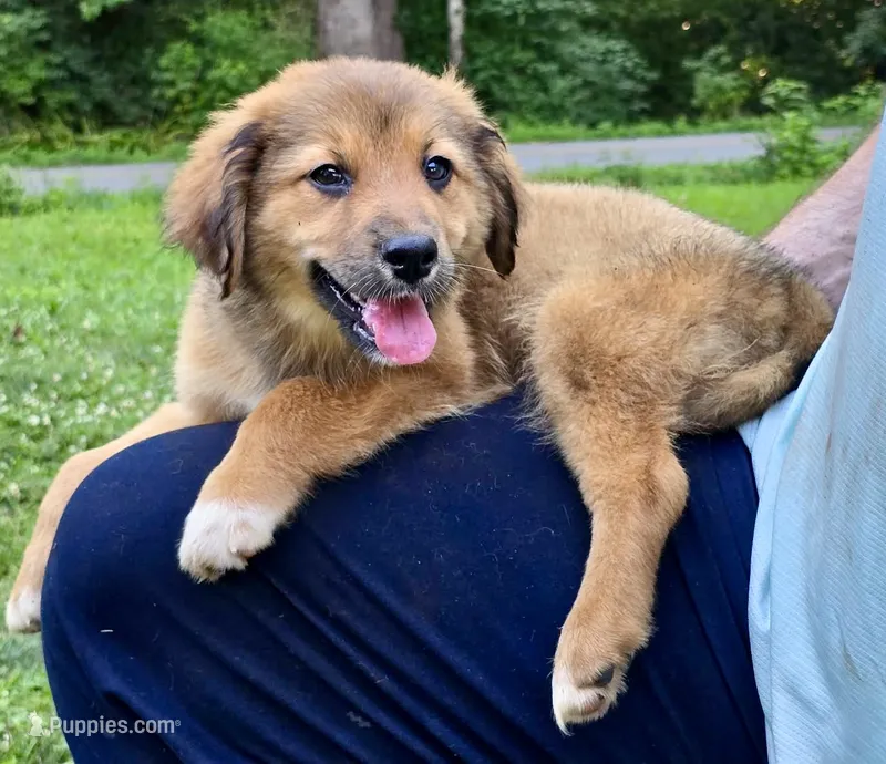 Juniper – Australian Shepherd, Aussiedoodle puppy for sale in Milford, OH