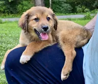 Juniper, a female Australian Shepherd and Aussiedoodle for sale in Milford, OH – 1 of 10