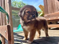 Juniper, a female Aussiedoodle for sale in Milford, OH – 4 of 7