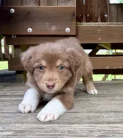 Shortbread, a male Australian Shepherd for sale in Milford, OH – 5 of 10