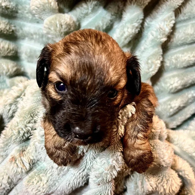 Poppy – Aussiedoodle puppy for sale in Milford, OH