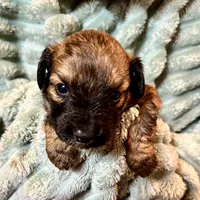 Poppy, a female Aussiedoodle for sale in Milford, OH – 1 of 2