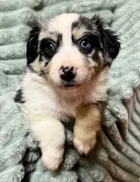 Ruthie, a female Australian Shepherd for sale in Milford, OH – 4 of 5