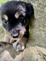 Brookie, a male Australian Shepherd for sale in Milford, OH – 8 of 8