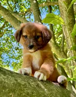 Clover, a female Aussiedoodle for sale in Milford, OH – 1 of 7