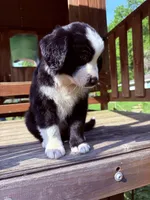 Luigi, a male Australian Shepherd for sale in Milford, OH – 4 of 7