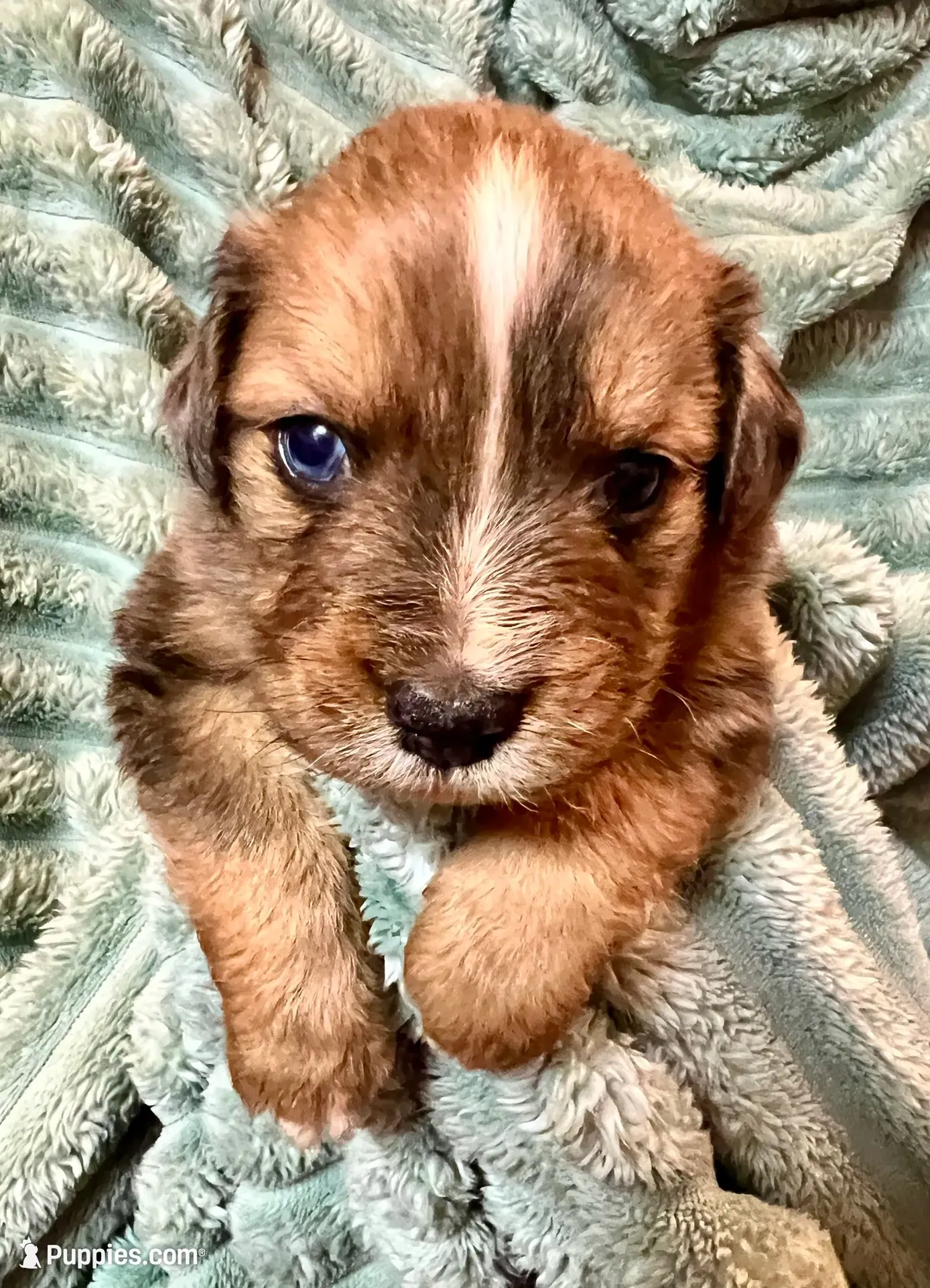 Briar, a male Aussiedoodle for sale in Milford, OH – 1 of 3