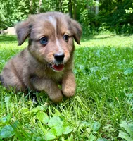 Briar, a male Aussiedoodle for sale in Milford, OH – 2 of 7