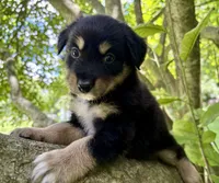 Brookie, a male Australian Shepherd for sale in Milford, OH – 4 of 8