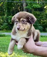 Biscuit, a female Australian Shepherd for sale in Milford, OH – 1 of 9