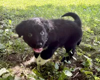 Tucker, a male Australian Shepherd for sale in Milford, OH – 6 of 7