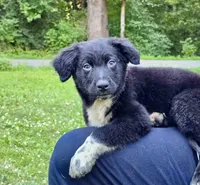 Tucker, a male Australian Shepherd for sale in Milford, OH – 3 of 10