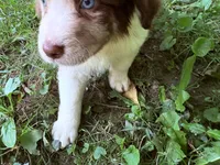 Mario, a male Australian Shepherd for sale in Milford, OH – 7 of 7
