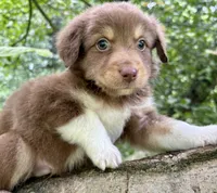 Shortbread, a male Australian Shepherd for sale in Milford, OH – 10 of 10