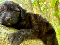 Flint, a male Aussiedoodle for sale in Milford, OH – 2 of 10