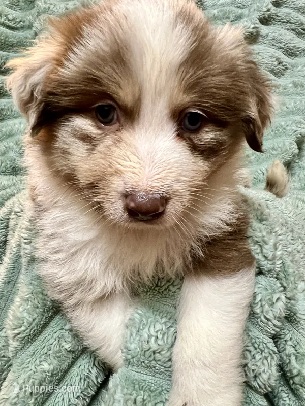 Rufus – Australian Shepherd puppy for sale in Milford, OH