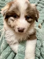Rufus, a male Australian Shepherd for sale in Milford, OH – 4 of 5