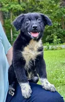 Tucker, a male Australian Shepherd for sale in Milford, OH – 4 of 10