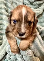 Briar, a male Australian Shepherd and Aussiedoodle for sale in Milford, OH – 7 of 7
