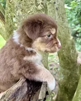 Biscuit, a female Australian Shepherd for sale in Milford, OH – 5 of 7