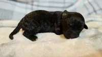 Flint, a male Aussiedoodle for sale in Milford, OH – 4 of 4