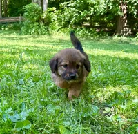 Juniper, a female Aussiedoodle for sale in Milford, OH – 5 of 7