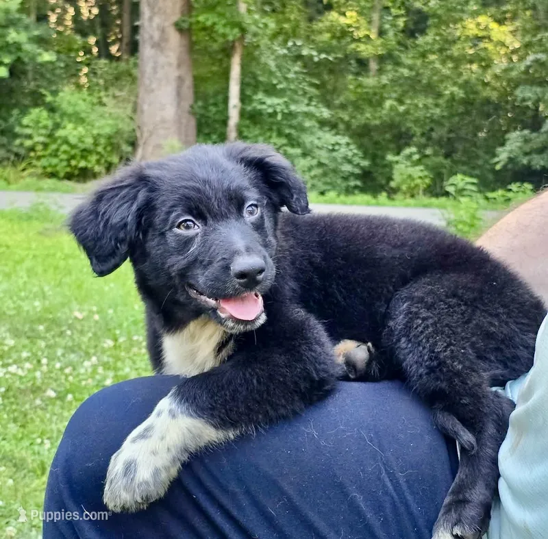 Tucker – Australian Shepherd puppy for sale in Milford, OH