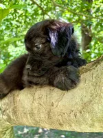 Flint, a male Aussiedoodle for sale in Milford, OH – 3 of 10