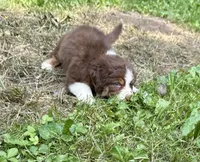 Rosalina, a female Australian Shepherd for sale in Milford, OH – 4 of 6