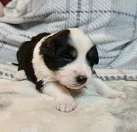Millie, a female Australian Shepherd for sale in Milford, OH – 2 of 5