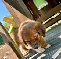 Clover, a female Aussiedoodle for sale in Milford, OH – 4 of 7