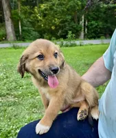 Juniper, a female Australian Shepherd and Aussiedoodle for sale in Milford, OH – 3 of 10