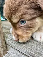 Biscuit, a female Australian Shepherd for sale in Milford, OH – 7 of 7