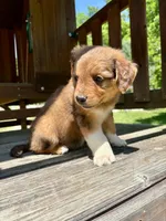 Oakley, a male Aussiedoodle for sale in Milford, OH – 4 of 9