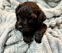Flint, a male Aussiedoodle for sale in Milford, OH – 3 of 4