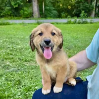 Juniper, a female Australian Shepherd and Aussiedoodle for sale in Milford, OH – 2 of 10