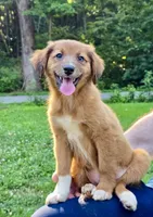 Clover, a female Australian Shepherd and Aussiedoodle for sale in Milford, OH – 3 of 8