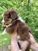 Rosalina, a female Australian Shepherd for sale in Milford, OH – 6 of 6