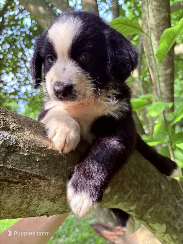 Luigi – Australian Shepherd puppy for sale in Milford, OH