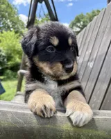 Brookie, a male Australian Shepherd for sale in Milford, OH – 3 of 8