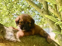 Poppy, a female Aussiedoodle for sale in Milford, OH – 3 of 8