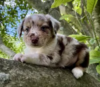 Snickerdoodle, a male Australian Shepherd for sale in Milford, OH – 5 of 6